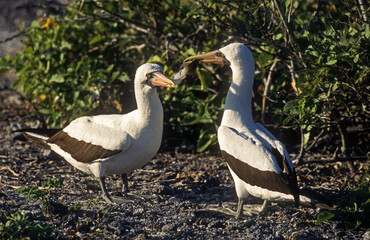 Fou masqué,.Sula dactylatra, Masked Booby, Archipel des Galapagos, Equateur
