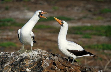Fou masqué,.Sula dactylatra, Masked Booby, Archipel des Galapagos, Equateur
