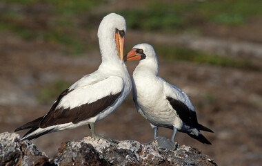 Fototapeta premium Fou masqué,.Sula dactylatra, Masked Booby, Archipel des Galapagos, Equateur
