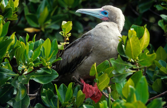 Fou &agrave; pieds rouges, .Sula sula , Red footed Booby, Archipel des Galapagos, Equateur