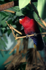 Lori à ventre violet,.Lorius hypoinochrous , Purple bellied Lory © JAG IMAGES
