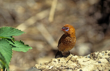 Cordonbleu violacé,.Granatina ianthinogaster , Purple Grenadier