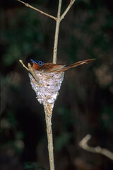 Tchitrec malgache, femelle, nid,.Terpsiphone mutata, Malagasy Paradise Flycatcher, Madagascar