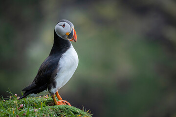 Puffin
