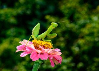 Hierodula transcaucasica - larva, young predatory insect catches its victims on a red flower
