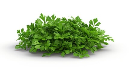 Obraz premium Fresh Parsley Bunch on White Background