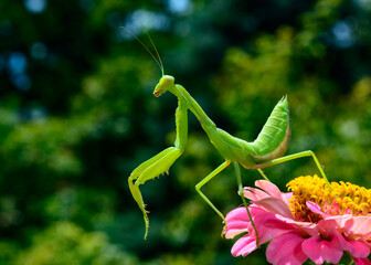 Hierodula transcaucasica - larva, young predatory insect catches its victims on a red flower