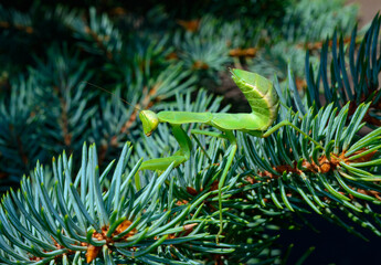 Hierodula transcaucasica - larva, larva, young predatory insect catches its victims on a branch