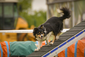 Dog is running on agility balance beam. She is so incredible dog on agility.	

