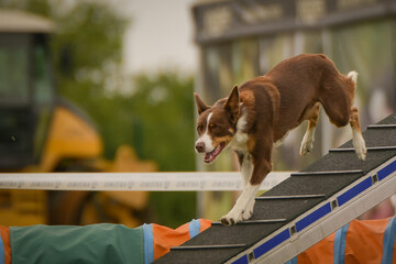 Dog is running on agility balance beam. She is so incredible dog on agility.	
