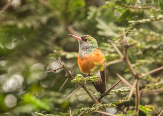 Coastal hummingbird in Miraflores, Lima, Peru