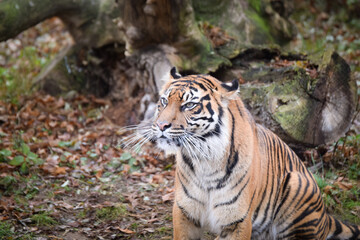 Asian tiger is going in zoo habitat. He is waiting for animal caretaker.	
