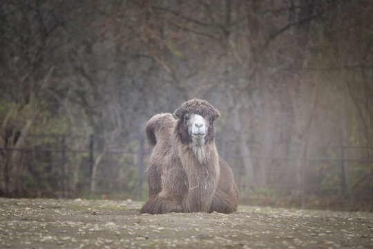 camel is lyaing in zoo. brown fluffy head of amazing animals.	
