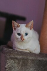 White flame point Siamese kitten sitting on top of a cat tower 