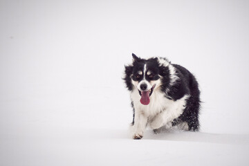 Tricolor border collie is running on the field in the snow. He is so fluffy dog.	
