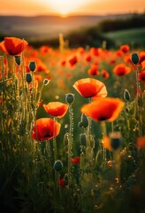 Fototapeta premium stunning vibrant poppy field bathed golden sunrise light sparkling dewdrops reflecting morning sun, bloom, flower, sunlight, glisten, beauty, outdoor