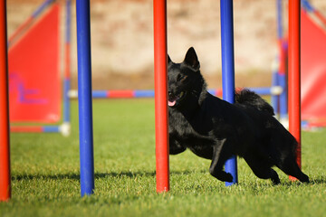 Dog is running slalom on his agility training on agility summer camp czech agility slalom.	
