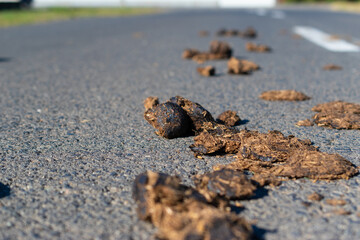 horse excrement