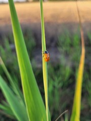 Ladybug on green grass. Coccinellidae. Nature picture. 
