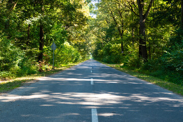 Obraz premium road in the forest