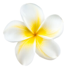 frangipani flower isolated on white