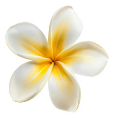 frangipani flower isolated on white