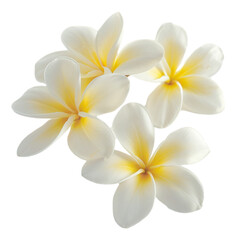 frangipani flower isolated on white