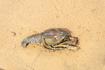 dead crayfish on the sandy shore.