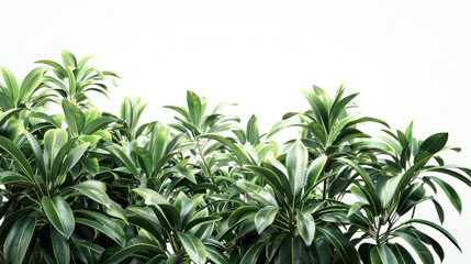 Lush Tropical Foliage on White Background - Vibrant Greenery for Natural Design