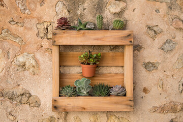 small cactus and other little plants