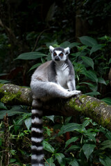 Ring tailed lemur on a tree branch © lunaphotography
