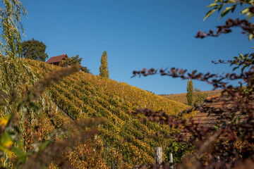 Weinbau in der Süd Steiermark
