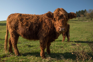 Hochlandrind