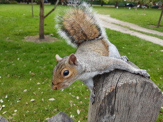 Squirrel in the park. Sciuridae
