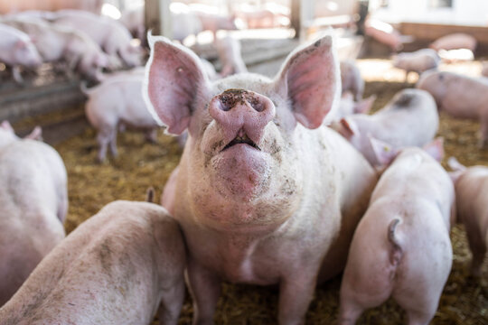 schweinestall