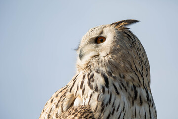 Schnee Eulen Portrait