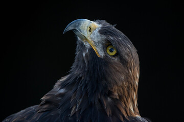 Eagle Portrait