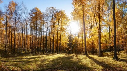 Fototapeta premium Autumn Forest Serenity