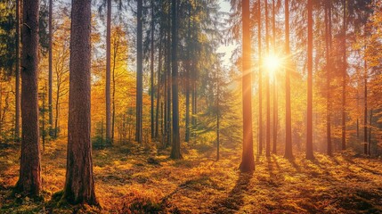 Obraz premium Serene Autumn Forest at Sunset