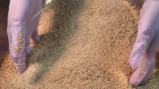 The pastry chef collects the seeds with his hands. Close-up.