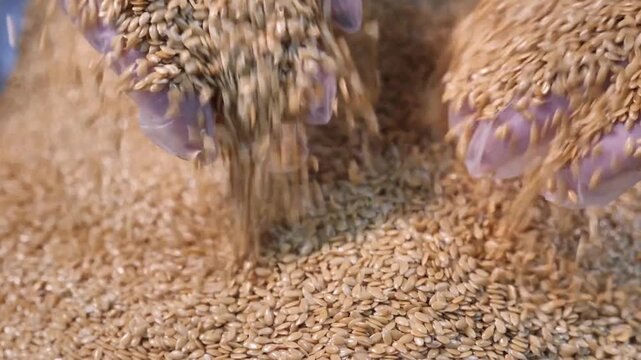 The pastry chef collects the seeds with his hands. Close-up.