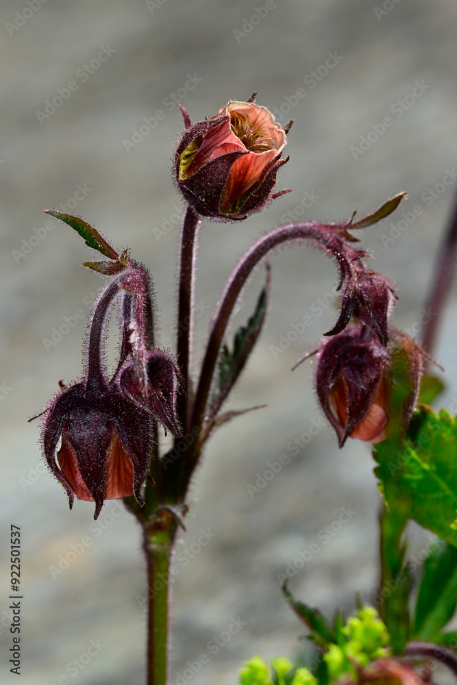 Canvas Prints Bach-Nelkenwurz // Water avens (Geum rivale) - Prokletije, Montenegro