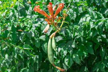 Green fruit seed pods of campsis grandiflora flower ripen in garden. Capsule-pod of chinese trumpet creeper from bignoniaceae family. Plant of bignonia growing in horticulture and flowerbed. Close-up