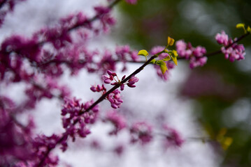 pink blossoms