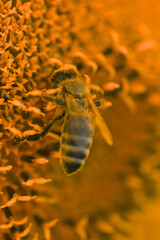 macro abeille dans tournesol