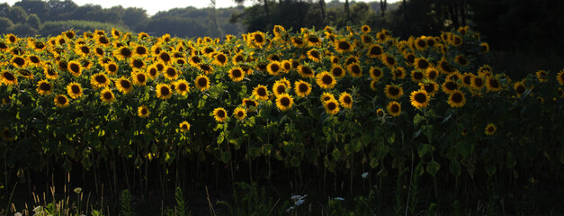 Champ au milieu des pins