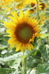 Tournesol
