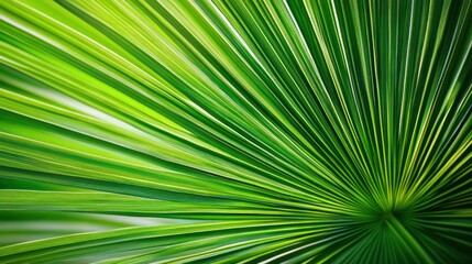 Obraz premium Green Palm Leaf Texture