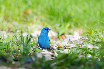 The indigo bunting (Passerina cyanea), male in spring