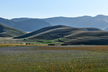 Obraz premium Castelluccio di Norcia the roof of the Apennines and the heart of the Sibillini Mountains
